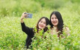 Lạc lối giữa cánh đồng hoa tam giác mạch ở Hà Nội